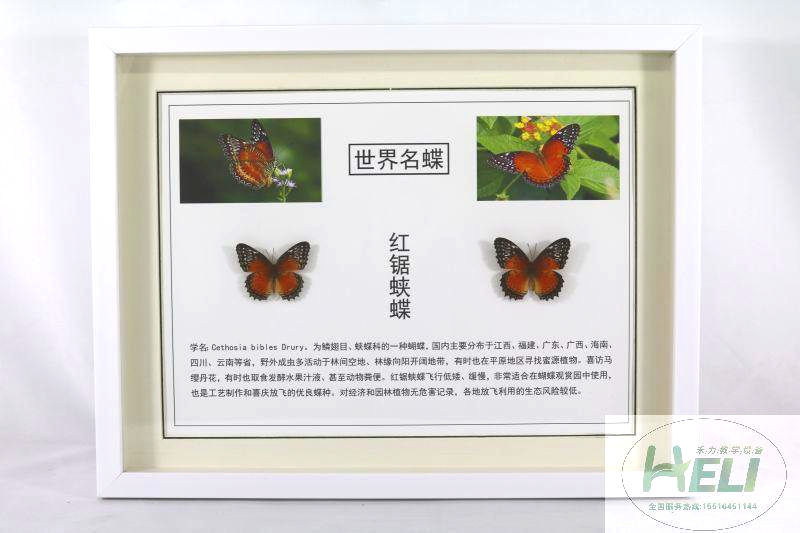 蝴蝶標(biāo)本-紅鋸?fù)惖?>
											</div>
											<p>蝴蝶標(biāo)本-紅鋸?fù)惖?/p>
										</a>
									</li>
								</div><div   id=