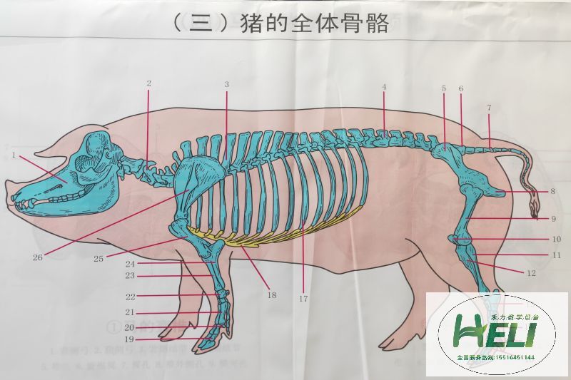 教學(xué)掛圖 豬骨骼掛圖