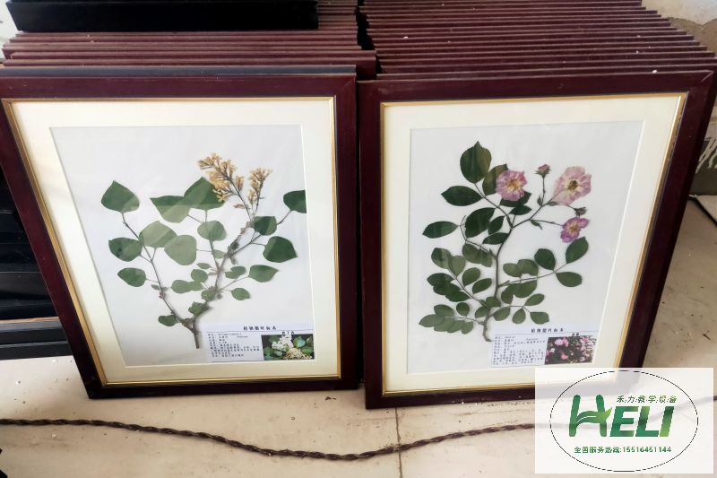 植物臘葉標(biāo)本 歐丁香 薔薇標(biāo)本